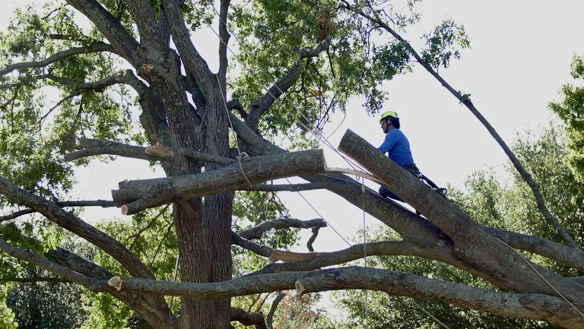 Professional Hazardous Tree Removal performed by certified arborists in Griffith